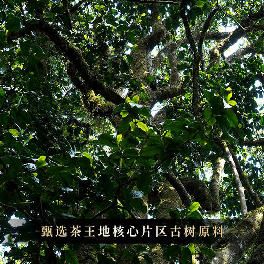 【不足20饼】【天蝎座】2023年勐海茶区广别老寨茶王地片区定株定采蕞接近茶王树的口感传统古法制茶匠心制作 商品图8