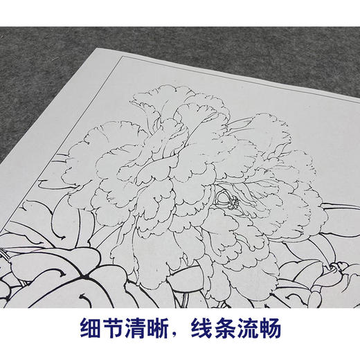 【大彩图】李晓明工笔画白描底稿小品《玉芙蓉》牡丹临摹勾线花鸟线稿K031 商品图4