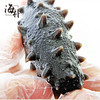 【2.5-2.17停发】【大连海参】海朴即食海参500g*3袋大连海参特产 商品缩略图4