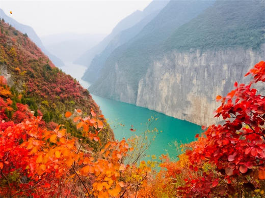 【三峡红叶2日】红叶醉三峡の三峡之巅看夔门漫山红叶“枫”情万种 商品图2