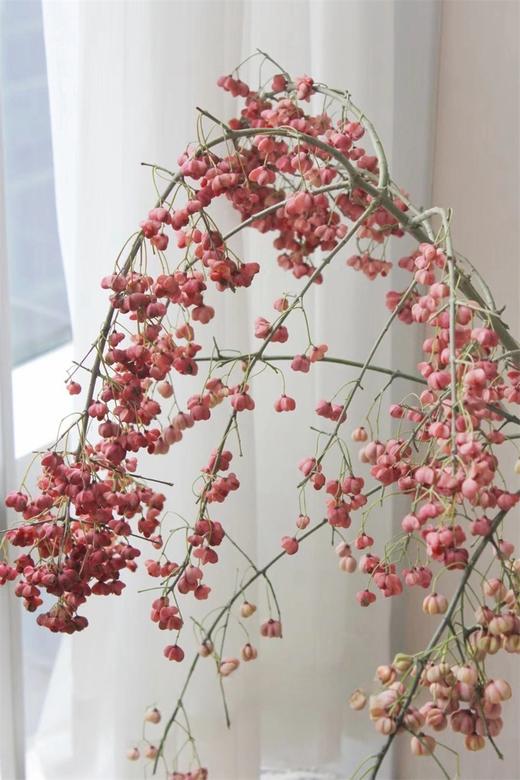 小众花材白杜果/开口笑鲜切花一扎（1-2支） 商品图10