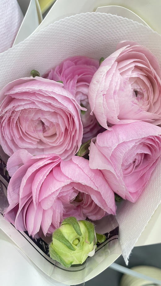 【新花派】成功洋牡丹 -樱花粉 约5枝/扎 商品图5