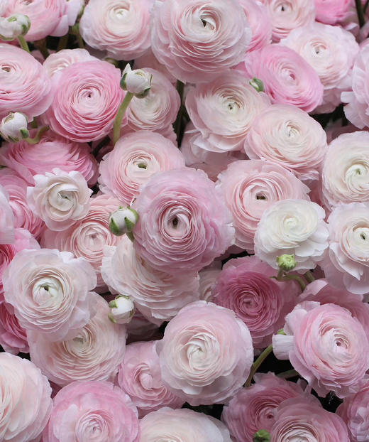 【新花派】成功洋牡丹 -樱花粉 约5枝/扎 商品图2