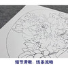 【大彩图】李晓明工笔画白描底稿小品《瑶池春》牡丹临摹勾线花鸟线稿K016 商品缩略图4
