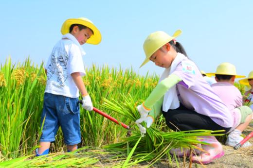 【潍坊站】希望的田野-收获的季节 商品图1
