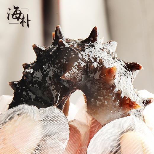 【2.5-2.17停发】【大连海参】海朴即食海参500g*3袋大连海参特产 商品图5
