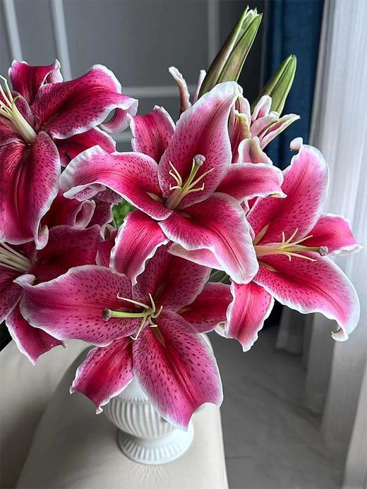 卡瓦娜多头百合5支 商品图0