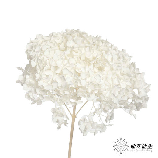 永生绣球 | 白色 商品图0