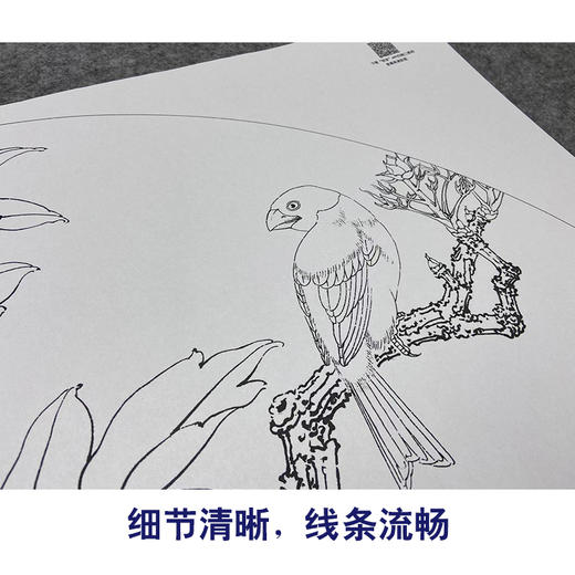 【大彩图】李晓明工笔画白描底稿扇面小品《蜡嘴魏紫》牡丹临摹勾线花鸟线稿K001 商品图4