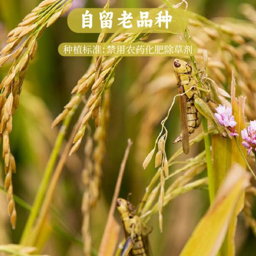 【2025年秋收】谦益香畴长香丝大米5斤 大别山区种植 传统老种子 清香软糯 健康安心 煮粥 煮饭 炒饭优选 商品图4