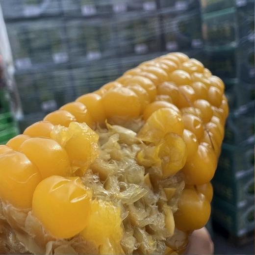 绿塔~甜糯软香玉米 商品图3
