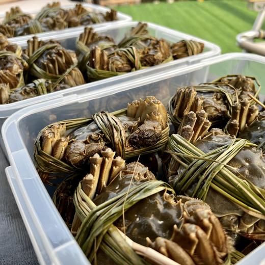 【2025 生态大闸蟹】江苏兴化得胜湖生态活水养殖，白肚青背没有泥腥味，肉质饱满细品回甘，好蟹不必阳澄湖，好吃才是硬道理！多规格可选，江浙沪皖顺丰包邮~ 商品图0