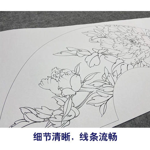 【大彩图】李晓明工笔画白描底稿扇面小品《赵粉》牡丹临摹勾线花鸟线稿K002 商品图4