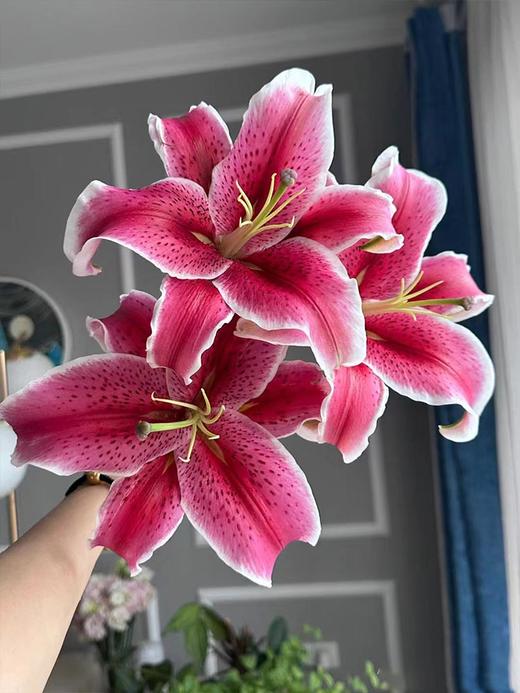 卡瓦娜多头百合5支 商品图2