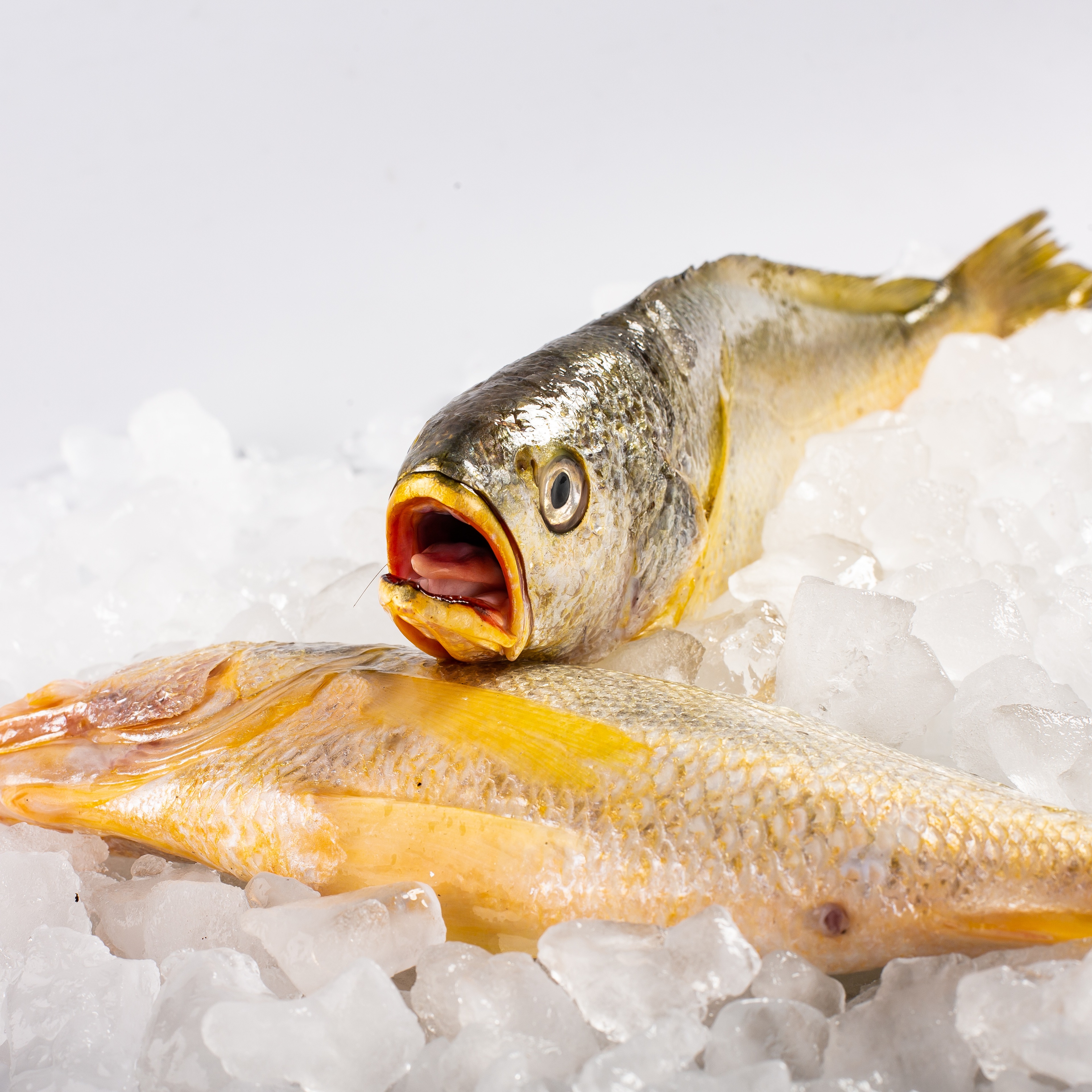 350g/2条 精品中大黄鱼 野生海捕 液氮速冻