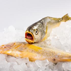 350g/2条 精品中大黄鱼 野生海捕 液氮速冻