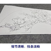 【大彩图】李晓明工笔画白描底稿扇面小品《夜光白》牡丹临摹勾线花鸟线稿K003 商品缩略图4