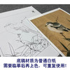 【大彩图】李晓明工笔画白描底稿小品《临宋竹鸠图》临摹勾线花鸟线稿K060 商品缩略图3