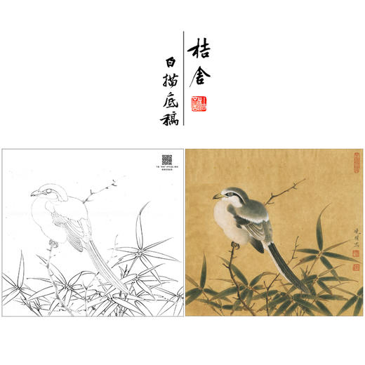 【大彩图】李晓明工笔画白描底稿小品《临宋竹鸠图》临摹勾线花鸟线稿K060 商品图0