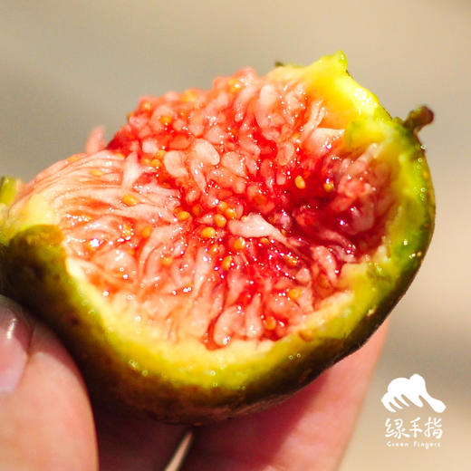 生态无花果（芭劳奈） | 合作生产*Ecological figs｜Coproducted 商品图3