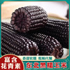 东北白糯玉米/黄糯玉米/黑糯玉米，真空锁鲜，颗粒饱满，香黏软糯，老少皆宜，特别适合身材管理期人群，全国包邮 商品缩略图8