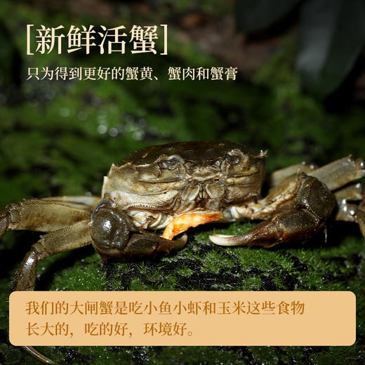 <有书独家>【节日礼盒】不等 综合蟹礼全家福礼盒 510g/秃黄油蟹礼礼盒 310g 商品图3