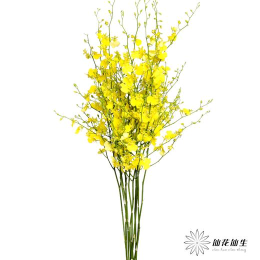 兰花 | 跳舞兰柠檬黄 商品图3