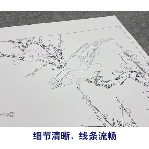 【大彩图】李晓明工笔画白描底稿斗方小品《白梅花鸲鹆》临摹勾线花鸟线稿K055 商品图4