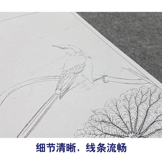 【大彩图】李晓明工笔画白描底稿斗方小品《临宋疏荷沙鸟图》临摹勾线花鸟线稿K067 商品图4
