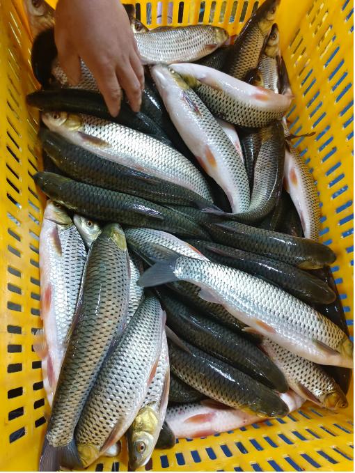 纯野生赤眼红尊鱼三斤 商品图1