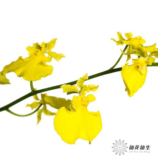 兰花 | 跳舞兰柠檬黄 商品图6