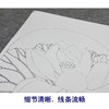 【大彩图】李晓明工笔画白描底稿小品《出水芙蓉》荷花临摹勾线花鸟线稿K078 商品缩略图4