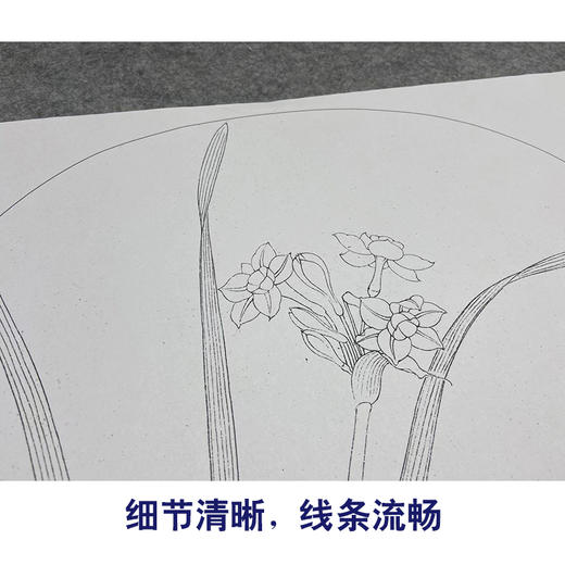 【大彩图】李晓明工笔画白描底稿小品《水仙图》兰花临摹勾线花鸟线稿K068 商品图4