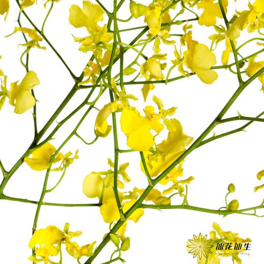 兰花 | 跳舞兰柠檬黄 商品图4