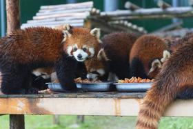 【森林招募令】我是小熊猫代言人，与小熊猫近距离亲密互动，童话森林里小小木工设计师为小鸟们建造树上家园！