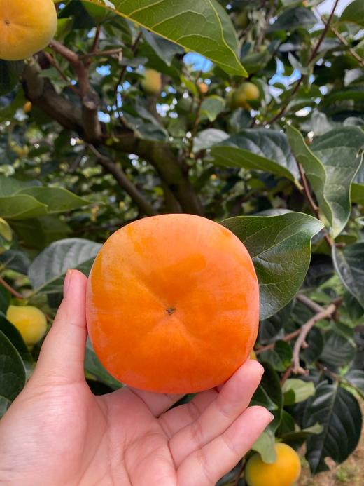 云南·保山次郎脆柿 商品图1