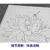 【大彩图】李晓明工笔画白描底稿小品《碧叶连天》荷花临摹勾线花鸟线稿K083 商品缩略图4