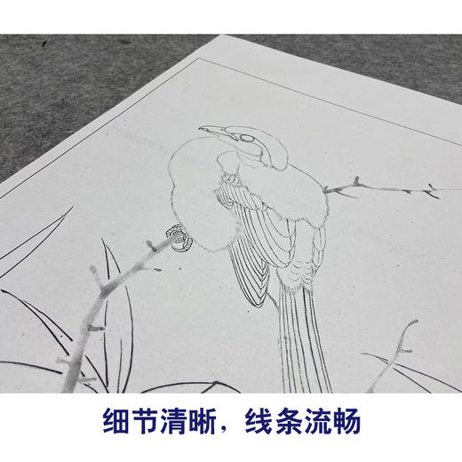 【大彩图】李晓明工笔画白描底稿小品《临宋竹鸠图》临摹勾线花鸟线稿K060 商品图4