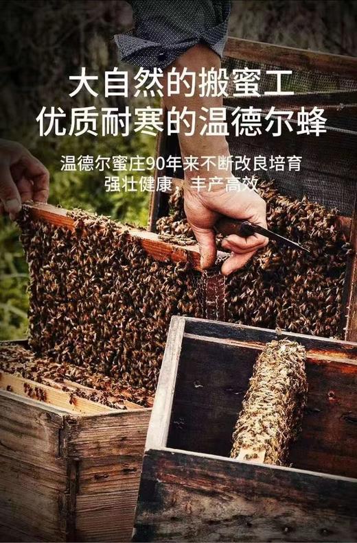 加拿大原产白蜜 原蜜 获多项国际大赛金奖 一年只产一次 粘稠香甜 无任何添加 原装进口 包邮 |百里食 商品图9