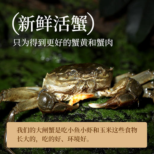 【蟹香浓郁】不等 蟹黄酱 2罐装 100g*2 商品图3