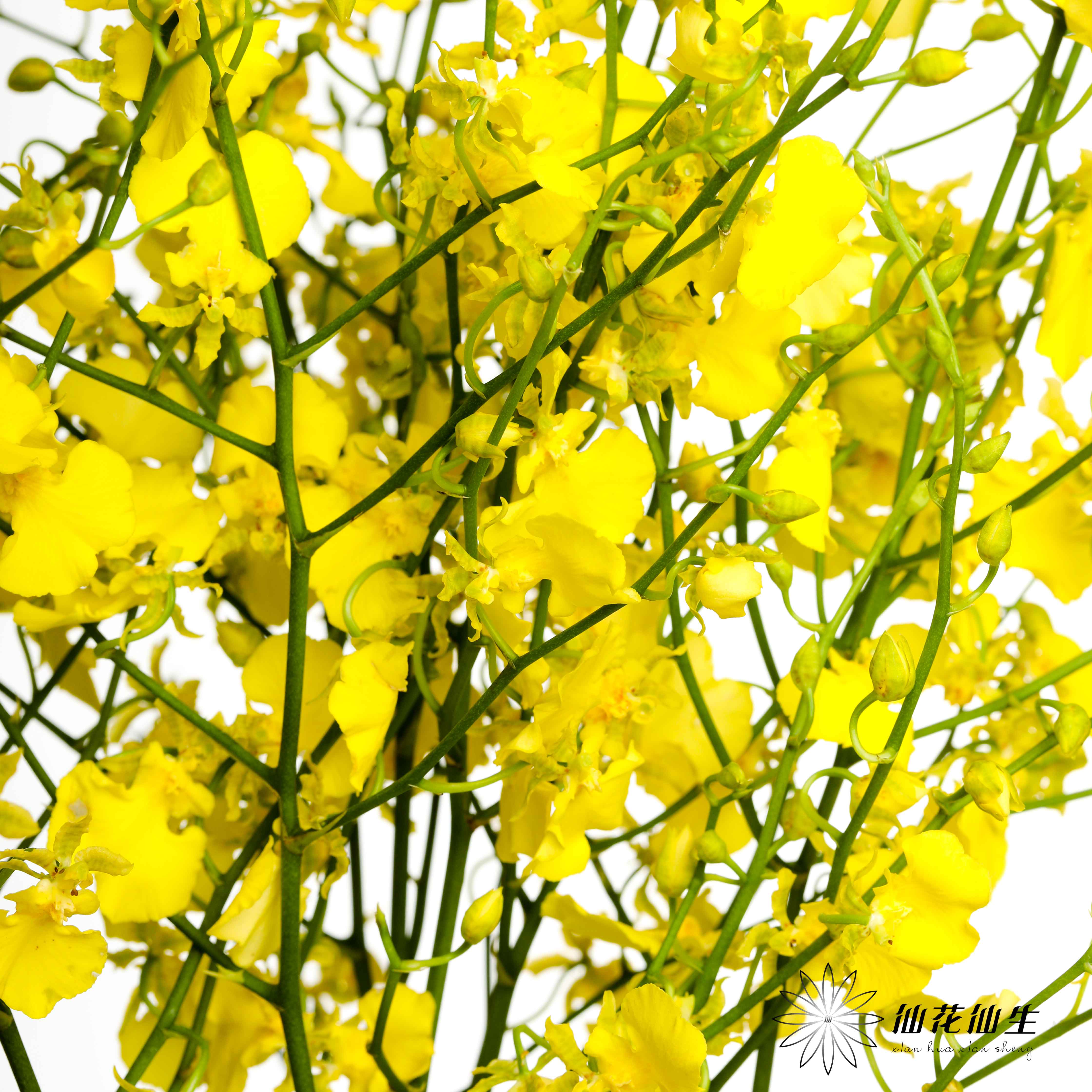 兰花 | 跳舞兰柠檬黄