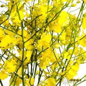 兰花 | 跳舞兰柠檬黄