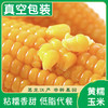东北白糯玉米/黄糯玉米/黑糯玉米，真空锁鲜，颗粒饱满，香黏软糯，老少皆宜，特别适合身材管理期人群，全国包邮 商品缩略图1