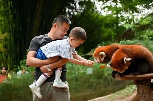 【森林招募令】我是小熊猫代言人，与小熊猫近距离亲密互动，童话森林里小小木工设计师为小鸟们建造树上家园！ 商品图1