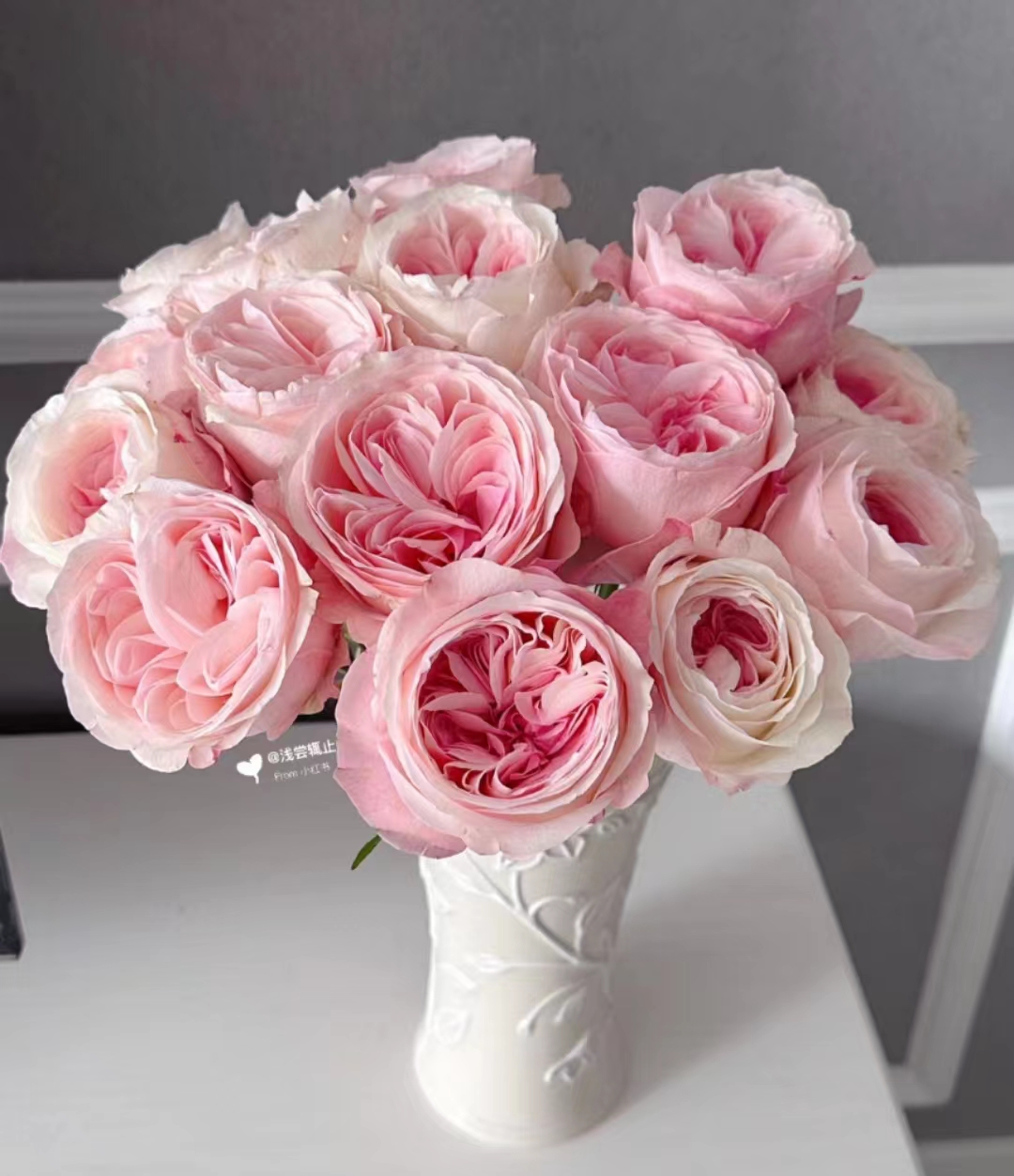 单头玫瑰 | 凯瑟琳