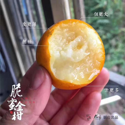 脆蜜金柑 大果 商品图0