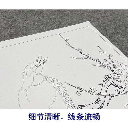 【大彩图】李晓明工笔画白描底稿斗方小品《梅花八哥》临摹勾线花鸟线稿K062 商品图4