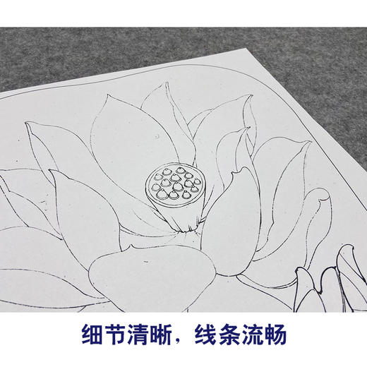 【大彩图】李晓明工笔画白描底稿宫扇《泽艳红芝花》荷花临摹勾线花鸟线稿K077 商品图4