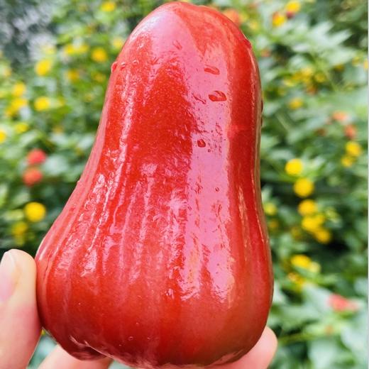 泰国黑金刚莲雾| 泰国黑金刚莲雾；树上的矿泉水，状似摇铃，果皮色泽诱人，果肉水灵剔透，口感清脆甘甜，水分超多，每一口都像在饮佳酿~ 商品图1