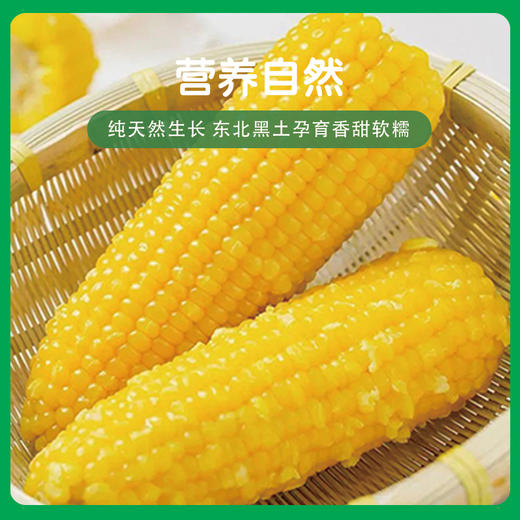 东北白糯玉米/黄糯玉米/黑糯玉米，真空锁鲜，颗粒饱满，香黏软糯，老少皆宜，特别适合身材管理期人群，全国包邮 商品图2